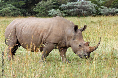 The white rhinoceros or square-lipped rhinoceros  Ceratotherium simum   typical behavior when grazing grass in the savannah