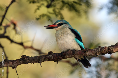 The woodland kingfisher (Halcyon senegalensis), sitting on a twig acacia
