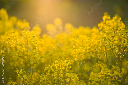 Yellow winter-cress field at sunset