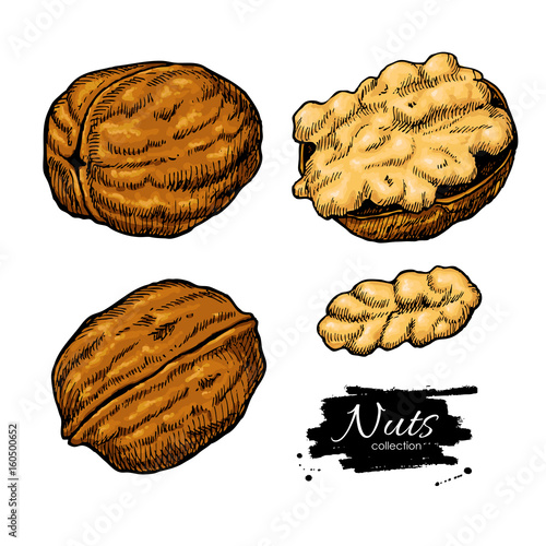 Walnut nuts vector hand drawn illustration. Artistic colorful sketch food objects