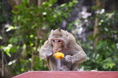 Photography A monkey eating ice cream for reduce heat weather