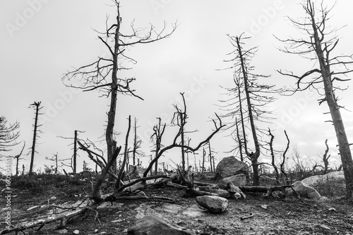 After Forest Fire. black and white