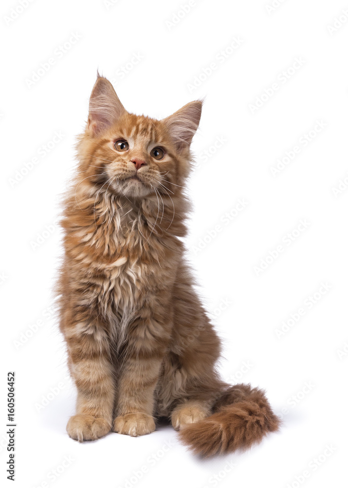 Red tabby Maine Coon kitten (Orchidvalley) sitting isolated on white background looking up