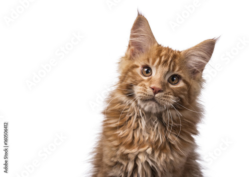 Head shot of red tabby Maine Coon kitten (Orchidvalley) with tilted head isolated on white background looking at camera photo