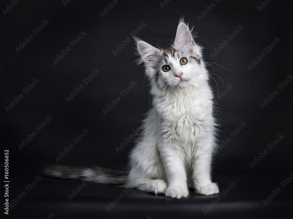 Maine Coon kitten sitting isolated on black background
