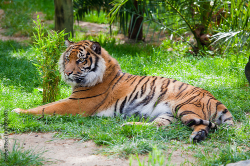 Tiger lying on the grass