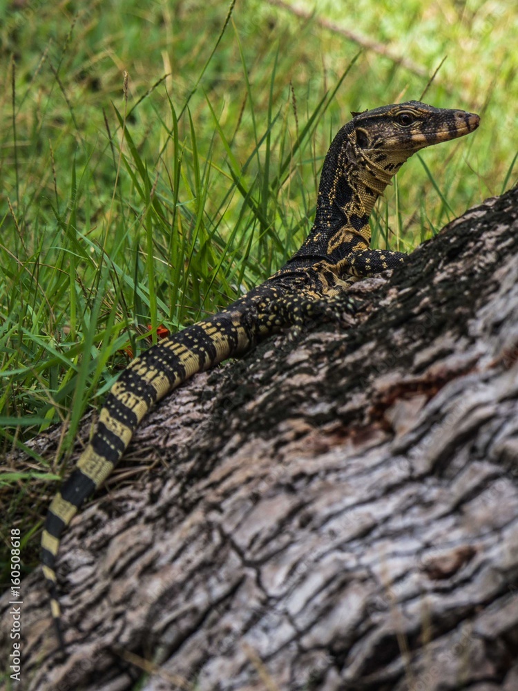 Naklejka premium Lizard