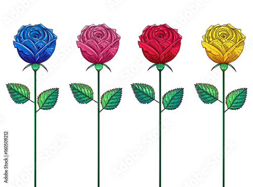 Multicolored roses on long stems, drawing