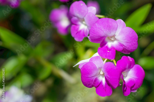 Purple orchid with space for text  orchid flower on the right of frame.