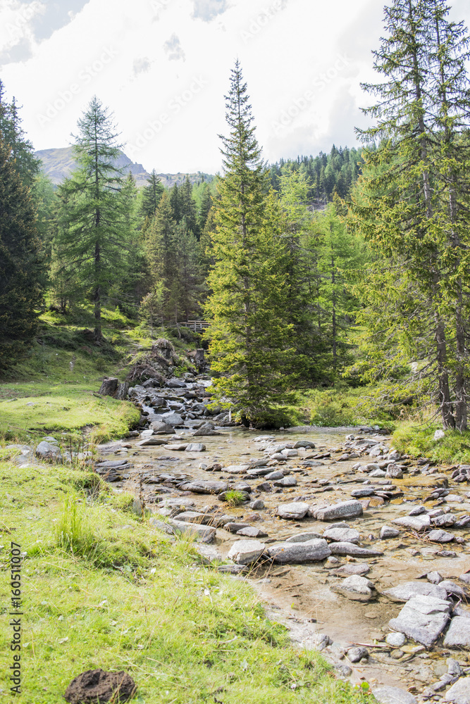 Obraz premium the pine