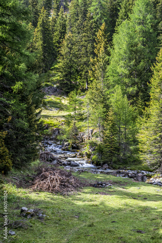 the river in the trees