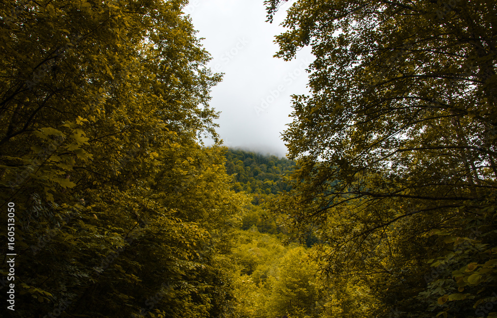 Autumn mountain forest with foliar trees in Gaucasus, Mezmay