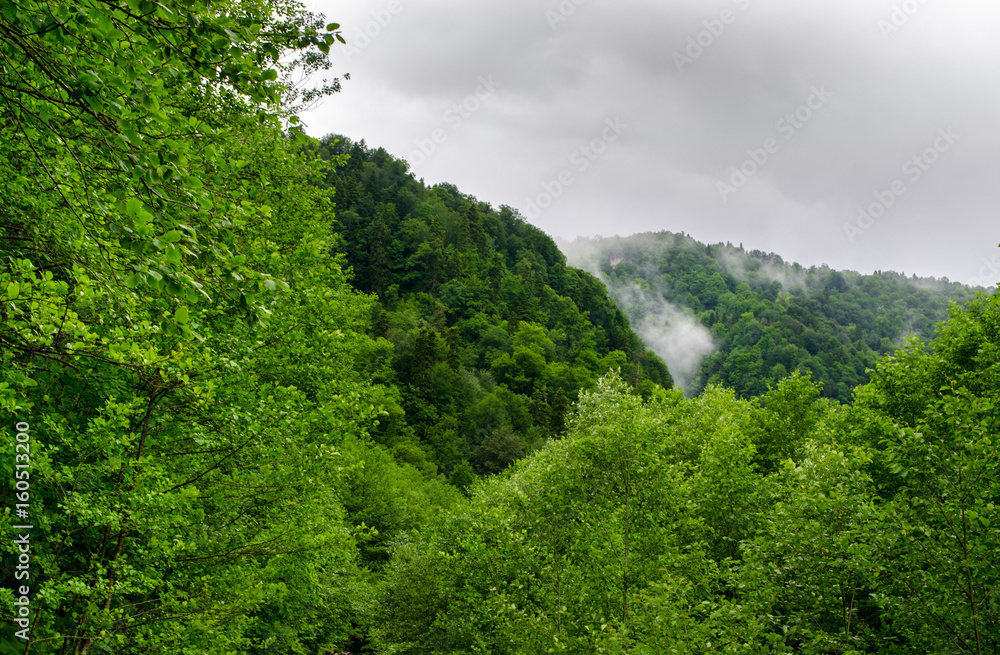 Summer mountain forest with foliar trees in Gaucasus, Mezmay Summer mountain forest with foliar trees in Gaucasus, Mezmay