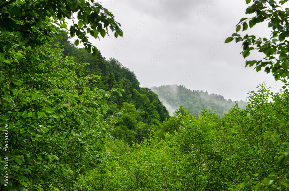 Summer mountain forest with foliar trees in Gaucasus, Mezmay