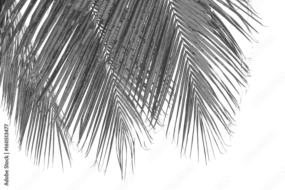 Obraz premium palmes de cocotier en noir et blanc sur fond blanc 