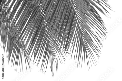 Photo Stock Palmes De Cocotier En Noir Et Blanc Sur Fond Blanc Adobe Stock