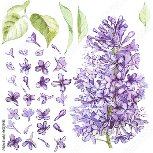 Fototapeta Naklejka Na Ścianę i Meble -  Set of hand drawn watercolor botanical illustration of Lilac. Element for design of invitations, movie posters, fabrics and other objects. Isolated on white.
