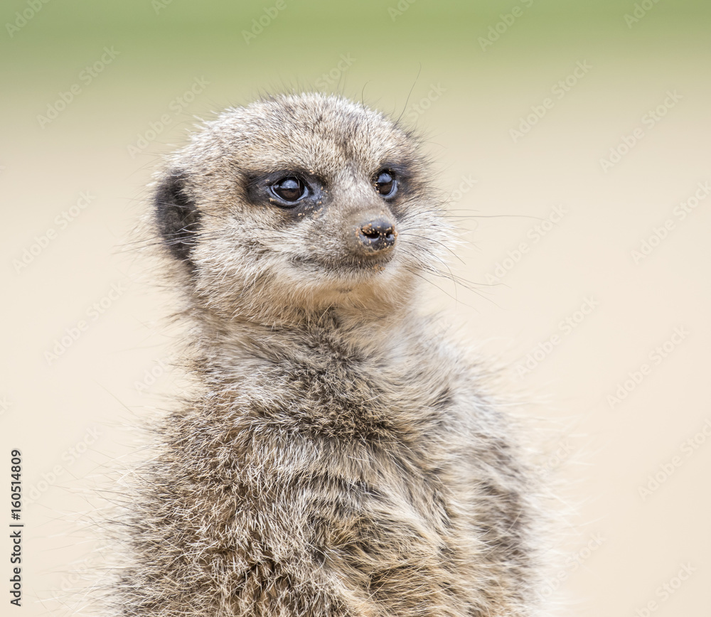 Fototapeta premium Must be teatime