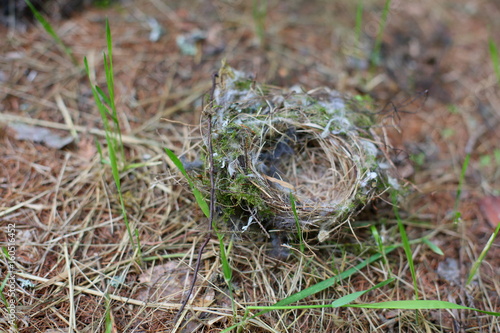 empty bird nest on the ground