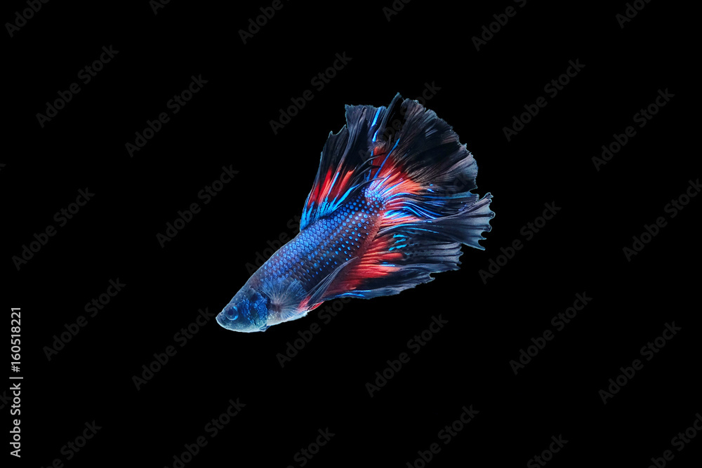 Betta fish thai. Betta fish thai.