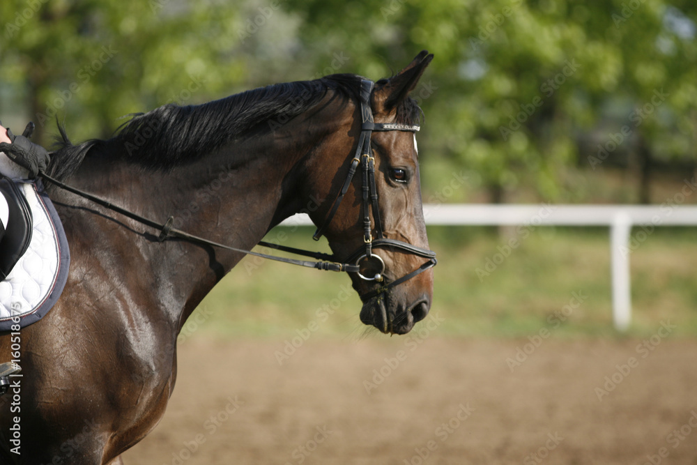 Obraz premium Jumping rider on horseback overcomes barriers