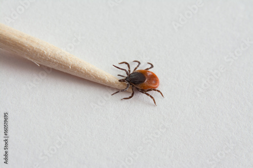 Big tick with wooden toothpick. Dangerous parasite and carrier of infection. Ixodes ricinus.