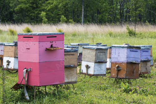 colorful beehives in the apiary