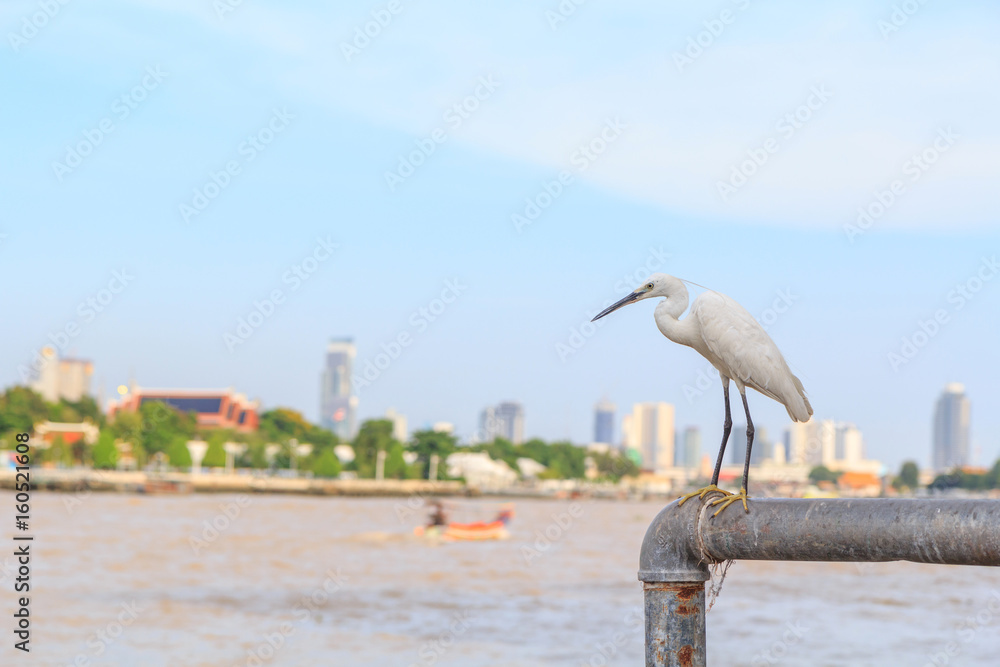 Fototapeta premium white Heron at the river in city