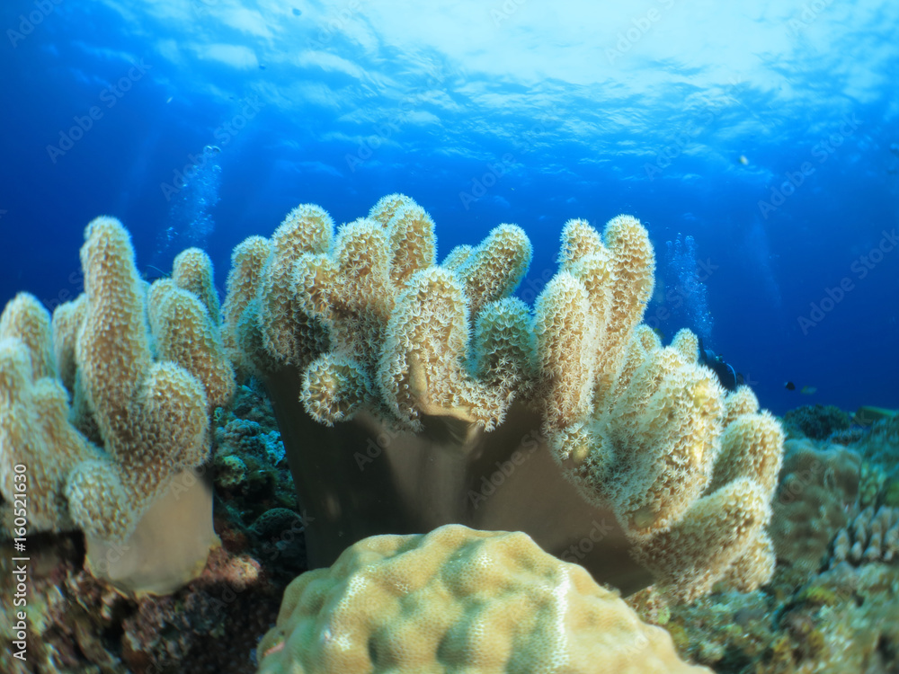 Naklejka premium 沖縄離島ダイビング サンゴが美しい海中の絶景 