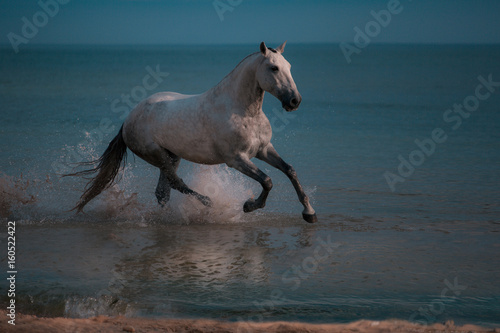 Dapple-grey horse runs in the water of the blue sea