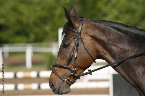 Side view head shot of a beautiful show jumper horse in action