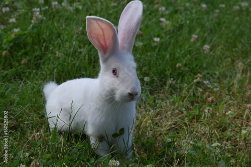 coniglio bianco © Francesco