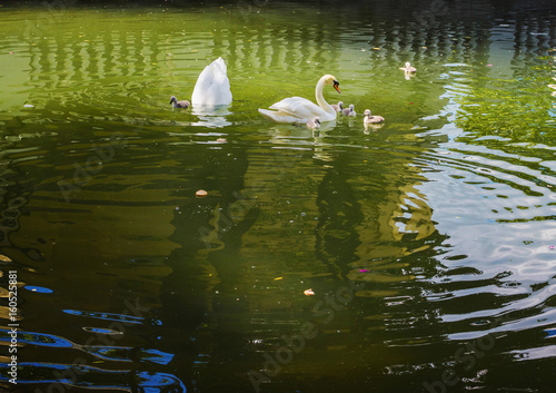 Swans on green water
