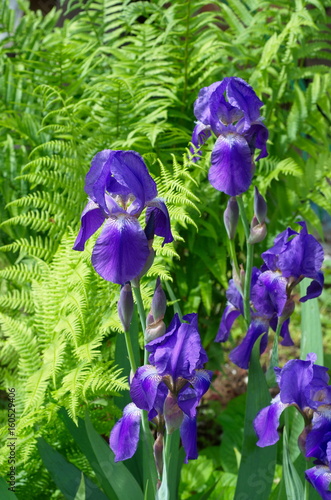 Fototapeta Naklejka Na Ścianę i Meble -  Purple Iris barbatus on the background of fern leaves