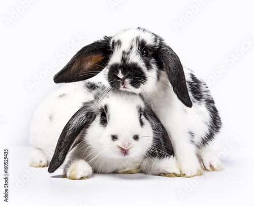 Couple of two black and white baby bunnies Fototapet