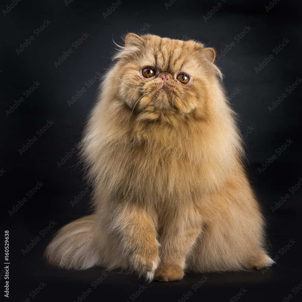 Red Persian sitting isolated on black background facing camera