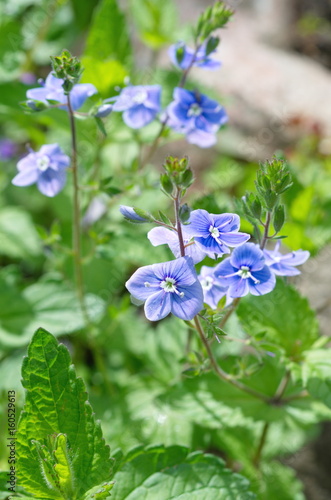 Blue flowers Veronica chamaedrys