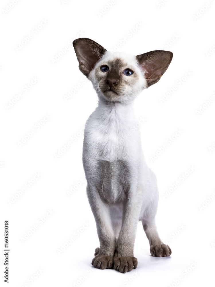 Siamese choc point kitten standing on white background and looking up