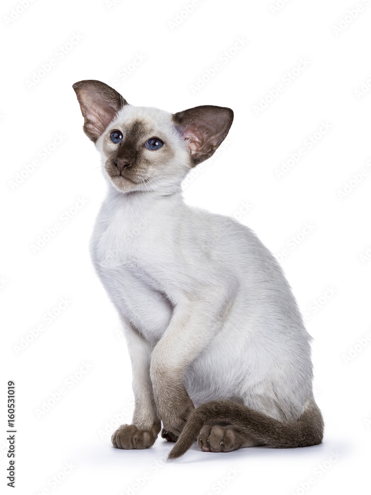 Siamese choc point kitten sitting on white background with tilted paw