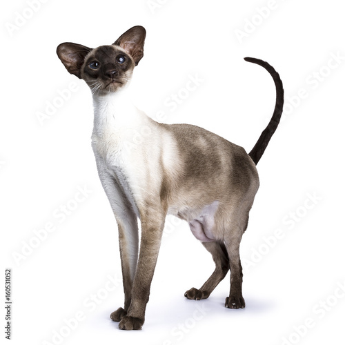 Seal point Siamese cat standing isolated on white background © Nynke