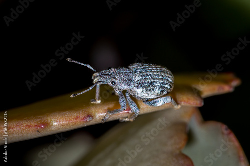 Grey Bearded weevil (Protostrophus), Kruger National Park, South Africa photo