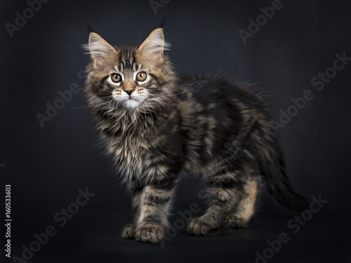 Black tabby Maine Coon kitten (Orchidvalley) standing isolated on black background facing camera