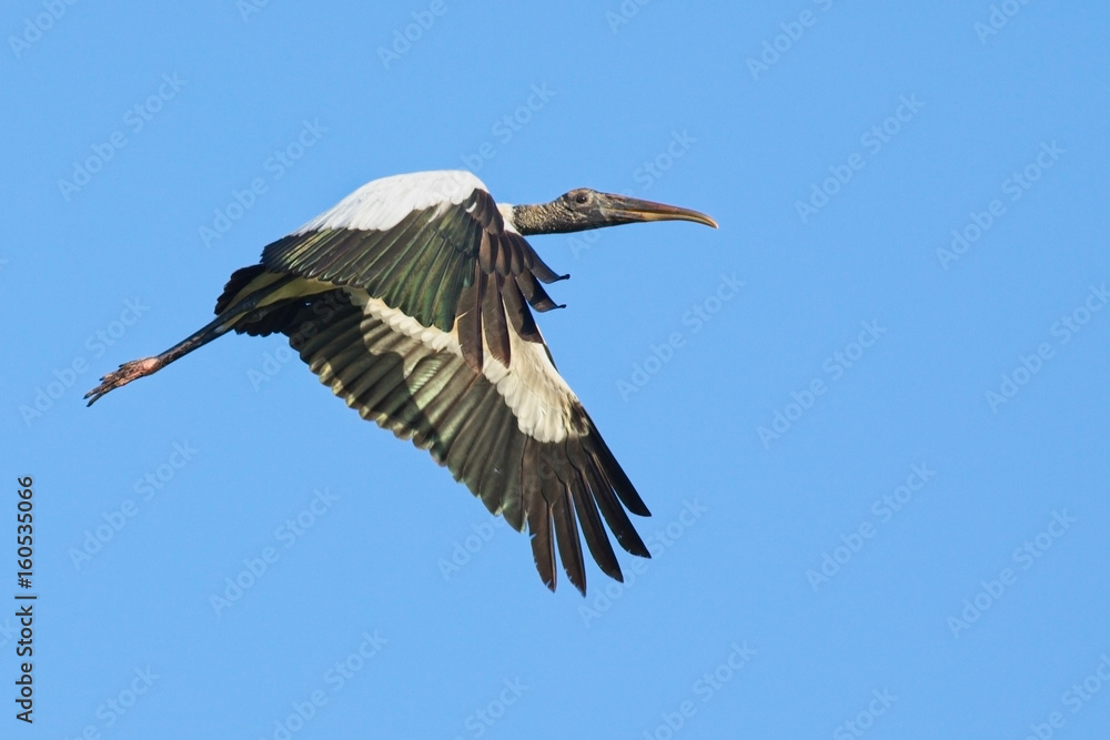 Fototapeta premium wood_stork_in_flight