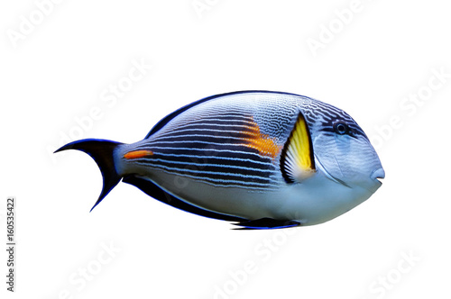 Parrot fish isolated. Tropical fish on white background