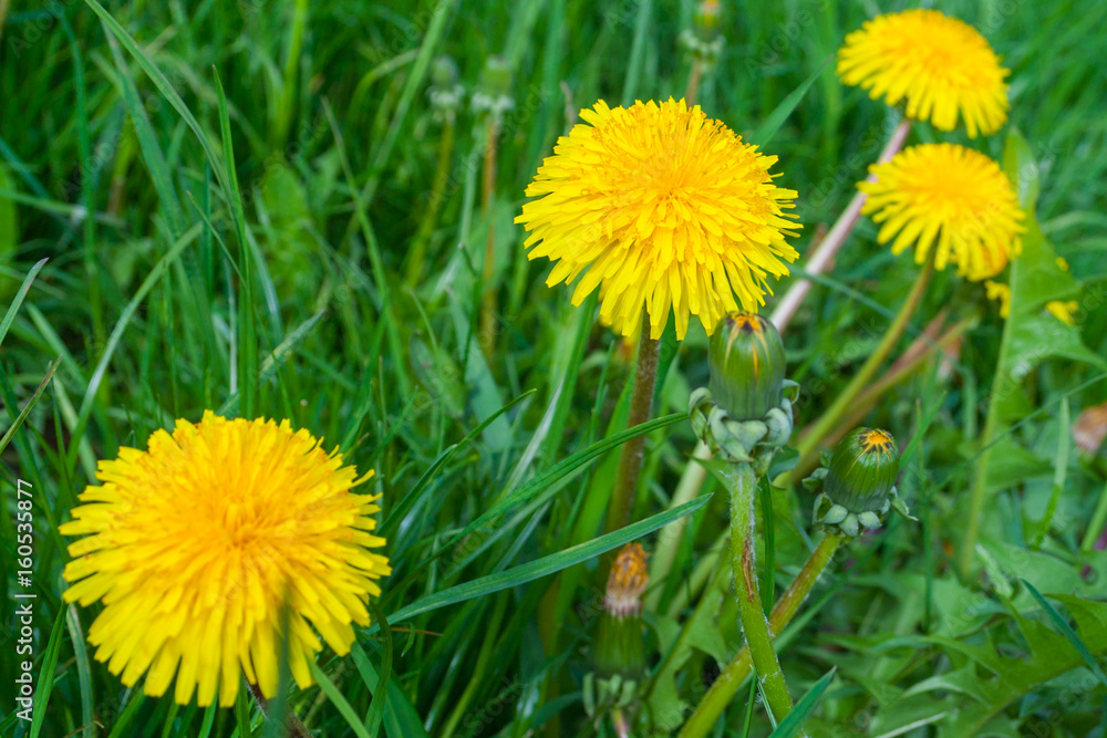 Close up of blooming yellow dandelion flowers Close up of blooming yellow dandelion flowers