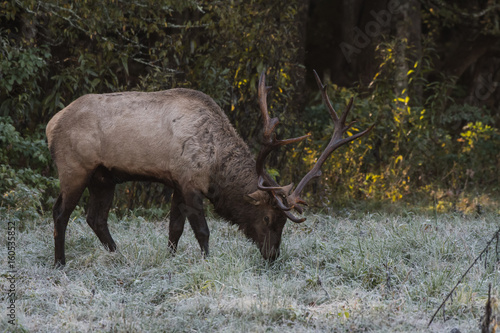 Bull Elk in Dewy Grass