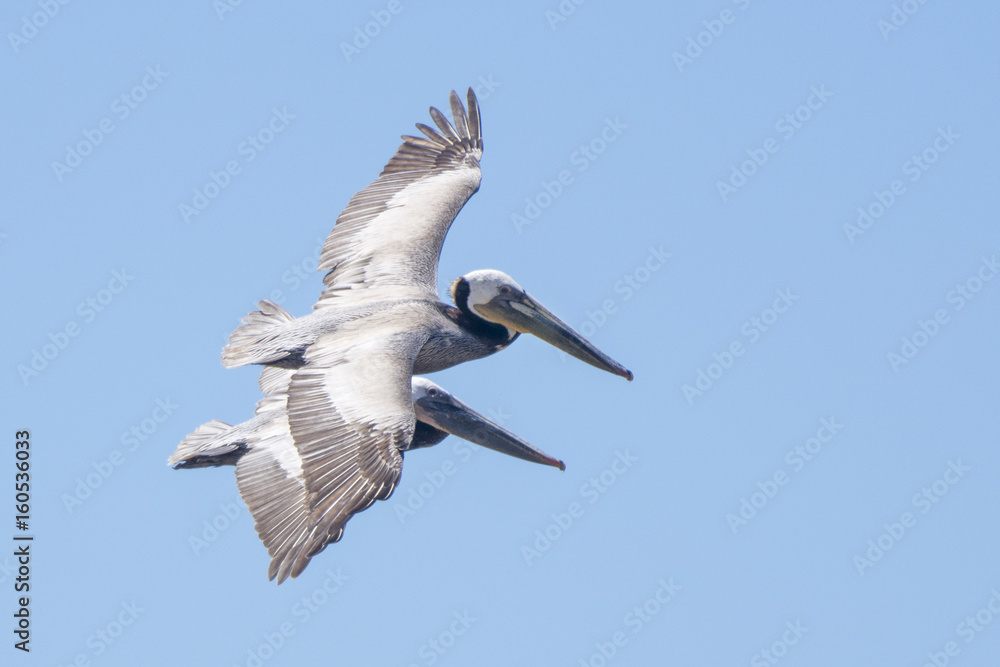 Brown pelicans soar over the Pacific coast near San Diego, California. Brown pelicans soar over the Pacific coast near San Diego, California.
