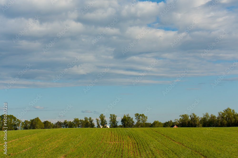 Young Wheat Growing in the Field Neat Rows