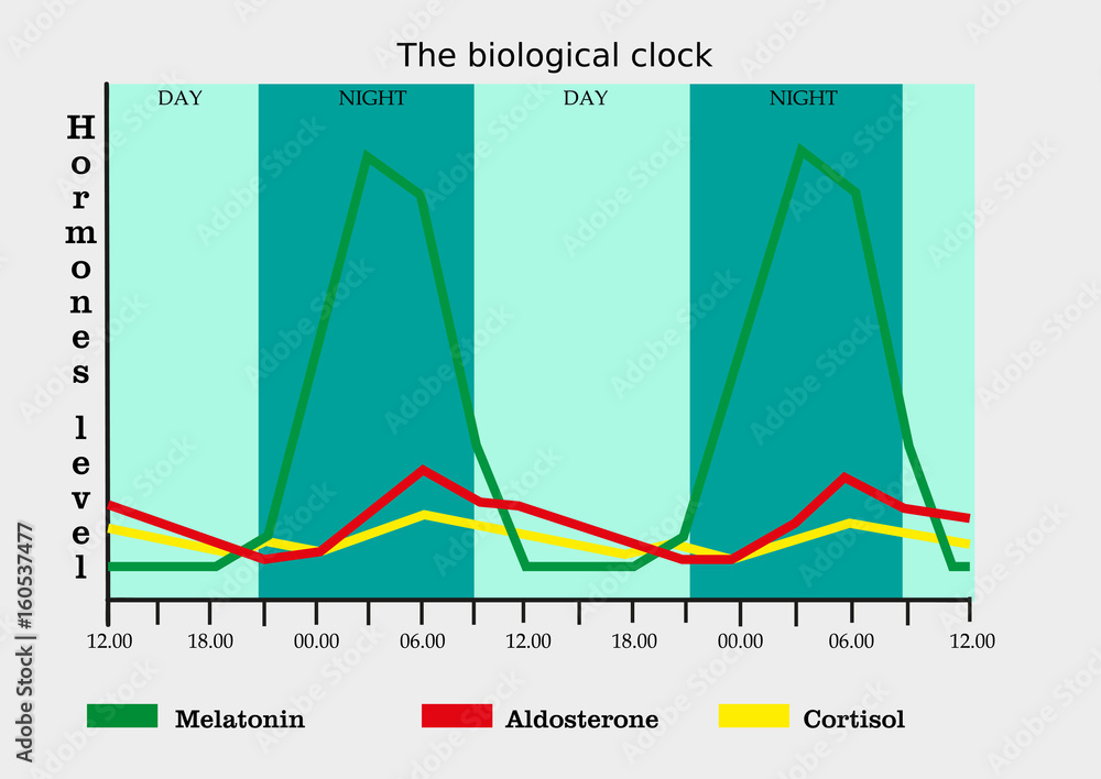 The biological clock in human body (level of different hormones) Stock