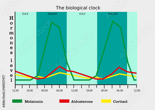 The biological clock in human body (level of different hormones) 